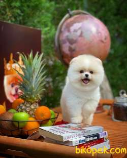 Pomeranian Boo Surat 2
