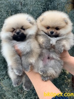 POMERANİAN BOO TEACUP 3
