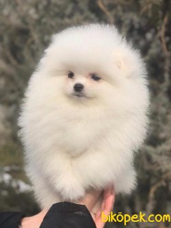 POMERANİAN BOO TEACUP 1