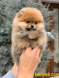 POMERANİAN BOO TEACUP 2