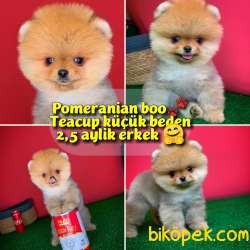 Pomeranian Boo Teacup Oyuncu Yavrumuz Panço / Yavrupatiler Den 1