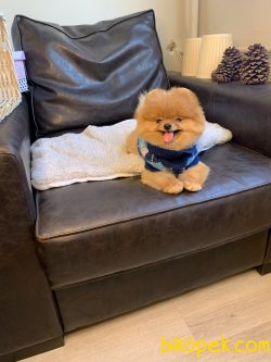 Pomeranian Boo Teacup Yetişkin  Daha Büyümez 3