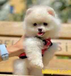 Ayicik Surat Pomeranian Boo Teddy Yavrular 2