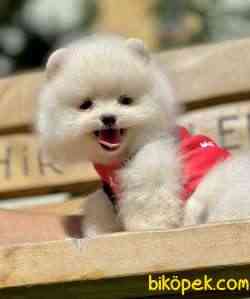 Ayicik Surat Pomeranian Boo Teddy Yavrular 4