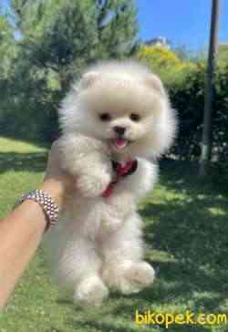 Ayicik Surat Pomeranian Boo Teddy Yavrular 5