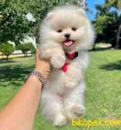 Ayicik Surat Pomeranian Boo Teddy Yavrular 1
