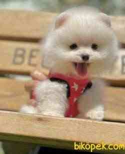 Ayicik Surat Pomeranian Boo Teddy Yavrular 3