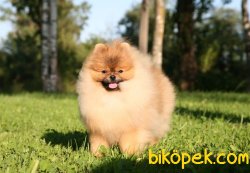 POMERANİAN BOO TEDDY BEAR 1