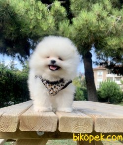 Pomeranian Boo Teddy Bear Anne Baba Secereli Yavrular 3