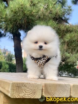 Pomeranian Boo Teddy Bear Anne Baba Secereli Yavrular 4