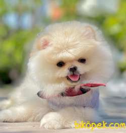 Pomeranian Boo Teddy Bear Ayı Surat Yavrular 1