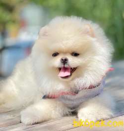 Pomeranian Boo Teddy Bear Ayı Surat Yavrular 4