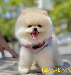 Pomeranian Boo Teddy Bear Ayı Surat Yavrular 3