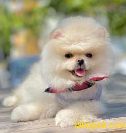 Pomeranian Boo Teddy Bear Ayı Surat Yavrular 2