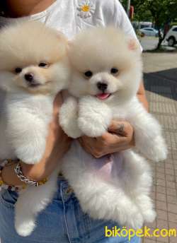 Pomeranian Boo Teddy Bear Ayı Surat Yavrularımız 4