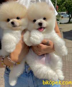 Pomeranian Boo Teddy Bear Ayı Surat Yavrularımız 2