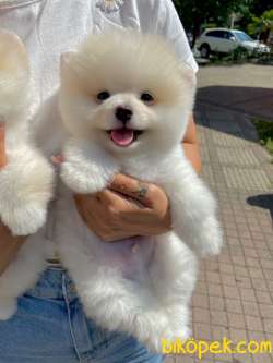 Pomeranian Boo Teddy Bear Ayı Surat Yavrularımız 3