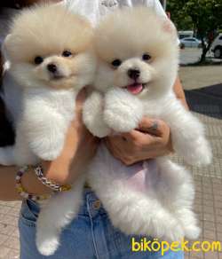 Pomeranian Boo Teddy Bear Ayı Surat Yavrularımız 1
