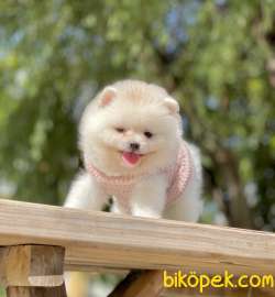Pomeranian Boo Teddy Bear Ayı Surat Yavrularımız 3