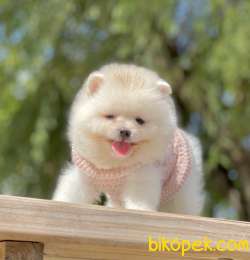 Pomeranian Boo Teddy Bear Ayı Surat Yavrularımız 1