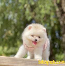 Pomeranian Boo Teddy Bear Ayı Surat Yavrularımız 2