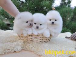 Pomeranian Boo Teddy Bear Ayı Surat Yavrularımız 2