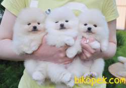 Pomeranian Boo Teddy Bear Ayı Surat Yavrularımız 2