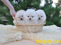 Pomeranian Boo Teddy Bear Ayı Surat Yavrularımız 1