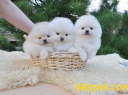 Pomeranian Boo Teddy Bear Ayı Surat Yavrularımız 5