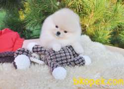 Pomeranian Boo Teddy Bear Ayı Surat Yavrularımız 3