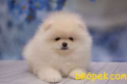Pomeranian Boo Teddy Bear Ayı Tip Yavrular 1