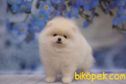 Pomeranian Boo Teddy Bear Ayı Tip Yavrular 3