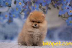 Pomeranian Boo Teddy Bear Ayı Tip Yavrular 2