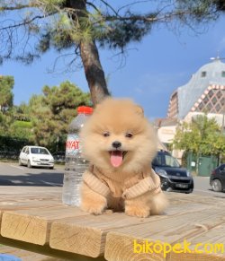 Pomeranian Boo Teddy Bear Ayicik Surat Yavrular 1