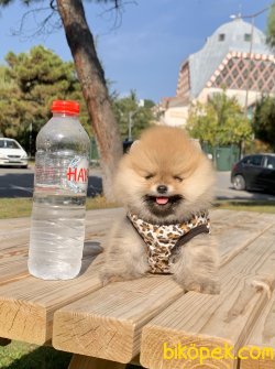 Pomeranian Boo Teddy Bear Ayicik Surat Yavrular 2