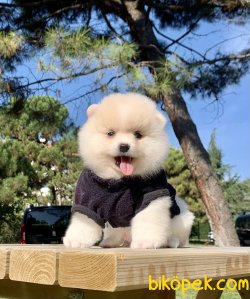 Pomeranian Boo Teddy Bear Ayicik Surat Yavrular 3