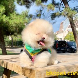 Pomeranian Boo Teddy Bear Ayicik Suratlı Yavrumuz 1