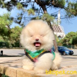 Pomeranian Boo Teddy Bear Ayicik Suratlı Yavrumuz 5