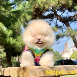 Pomeranian Boo Teddy Bear Ayicik Suratlı Yavrumuz 3