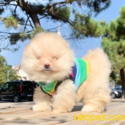 Pomeranian Boo Teddy Bear Ayicik Suratlı Yavrumuz 2