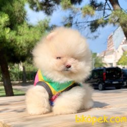 Pomeranian Boo Teddy Bear Ayicik Suratlı Yavrumuz 4