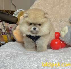 Pomeranian Boo Teddy Bear Ayicik Tip Rusya Belgeli Yavrumuz 4