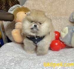 Pomeranian Boo Teddy Bear Ayicik Tip Rusya Belgeli Yavrumuz 3