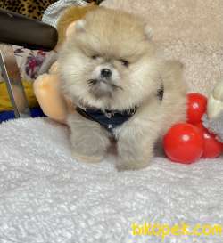 Pomeranian Boo Teddy Bear Ayicik Tip Rusya Belgeli Yavrumuz 2
