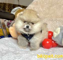 Pomeranian Boo Teddy Bear Ayicik Tip Rusya Belgeli Yavrumuz 5