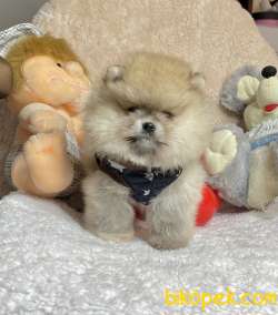 Pomeranian Boo Teddy Bear Ayicik Tip Rusya Belgeli Yavrumuz 1