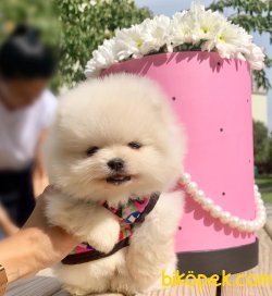 Pomeranian Boo Teddy Bear Ayicik Tip Yavrular 4