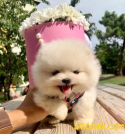 Pomeranian Boo Teddy Bear Ayicik Tip Yavrular 2
