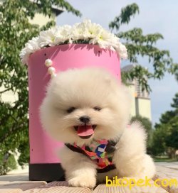 Pomeranian Boo Teddy Bear Ayicik Tip Yavrular 1