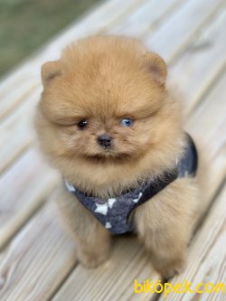 Pomeranian Boo Teddy Bear Ayiciklar 4